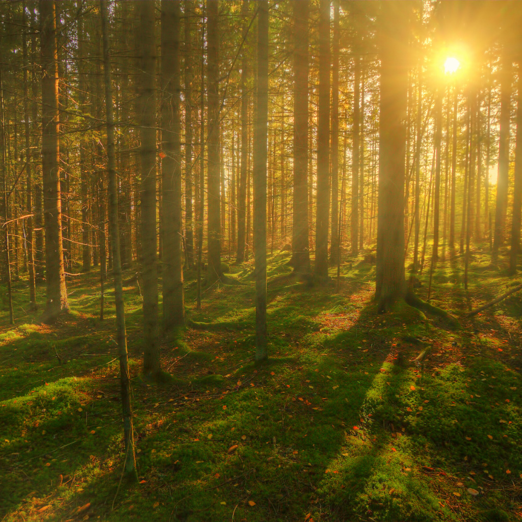 Лес. Красивый лес. "Солнце в лесу". Лес фон. Лес солнце и звезды