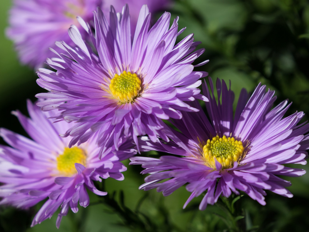 цветы, лепестки, астры