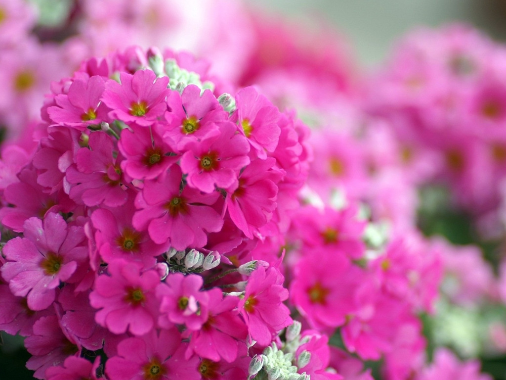 Маленькие цветы розового цвета. Флоксы цветы. Флоксы макро. Флокс Флауэр.