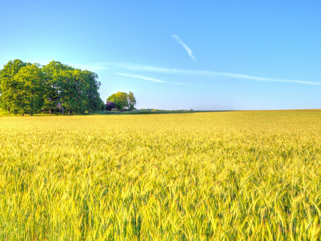 пшеница, поле, небо, облака, деревья, тень, ферма, поля пшеницы