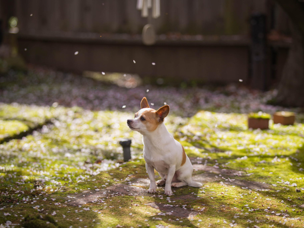 друг, собака, весна, сад