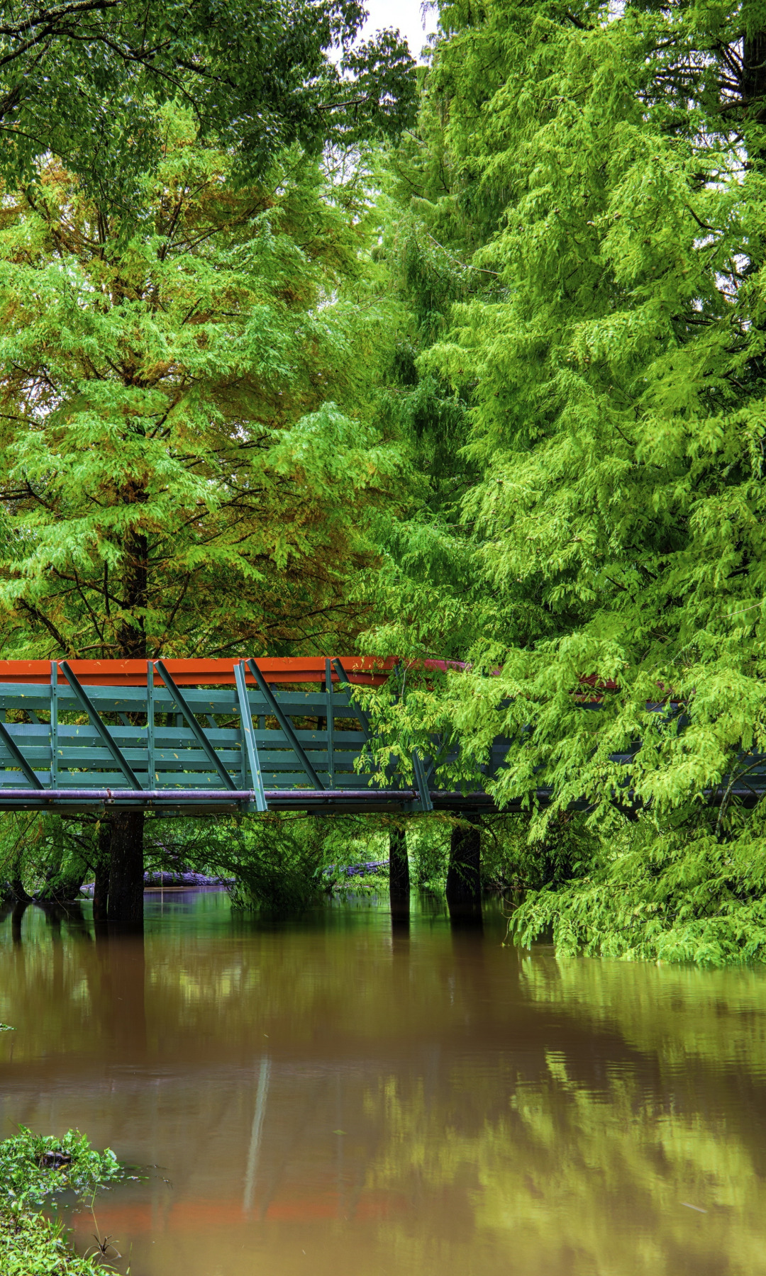 зелень, деревья, мост, пруд, парк, Австралия
