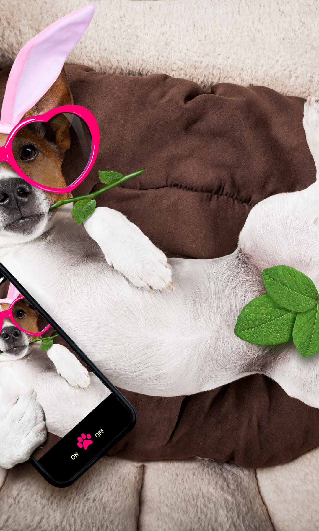 розы, собака, очки, сердечки, rose, уши, pink, dog