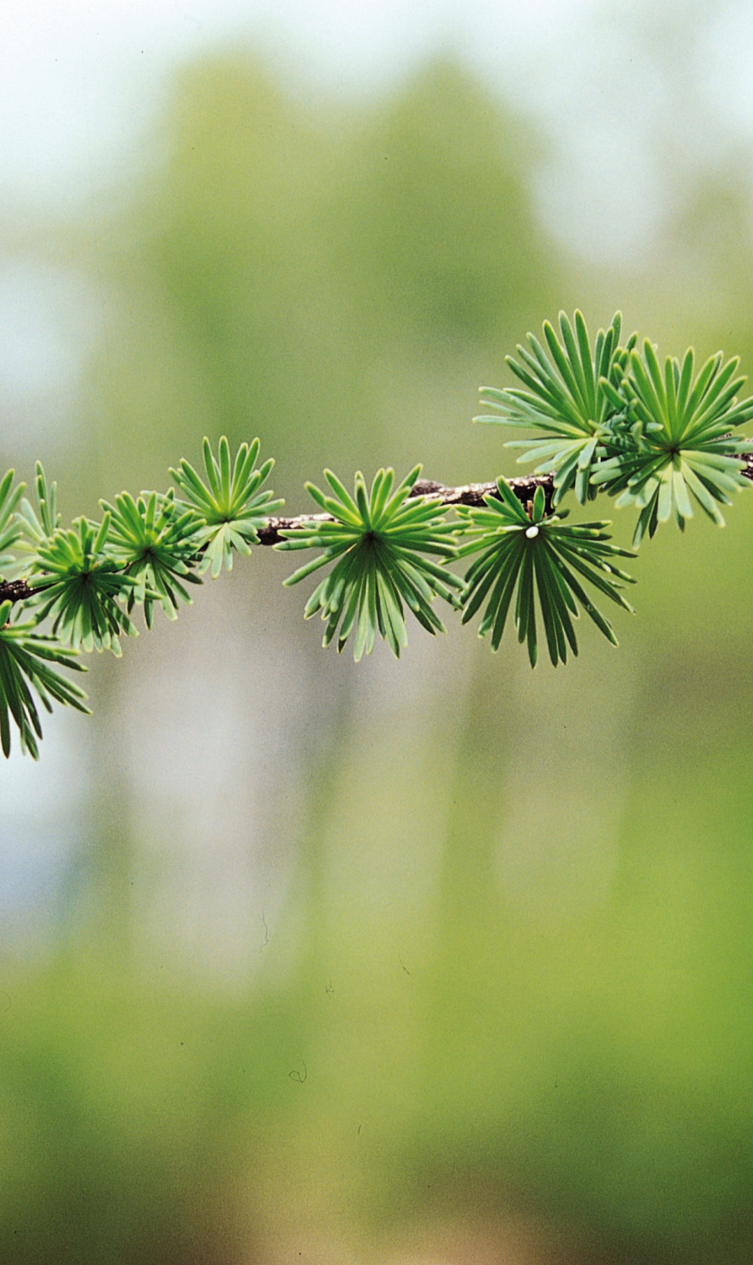 иголки, ветки, боке