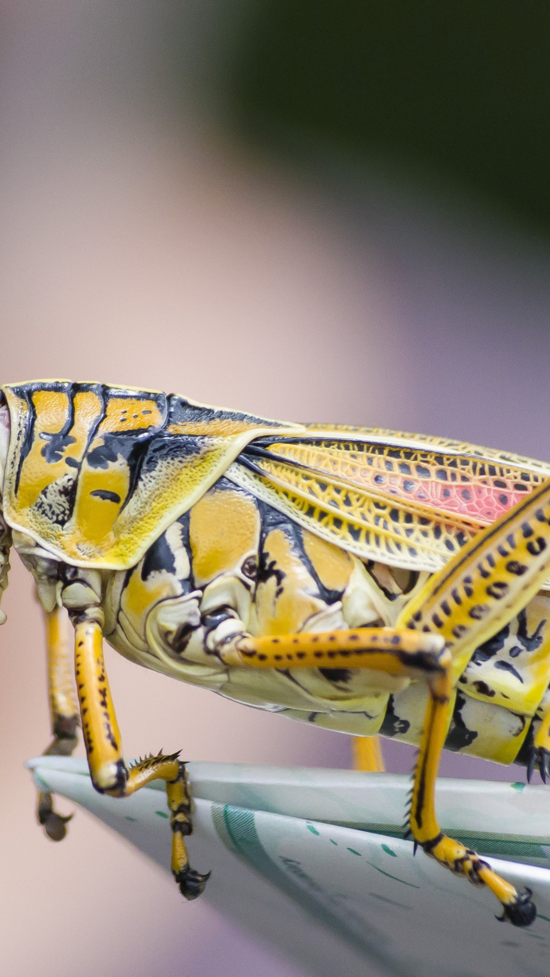 крупный план, насекомое, кузнечик