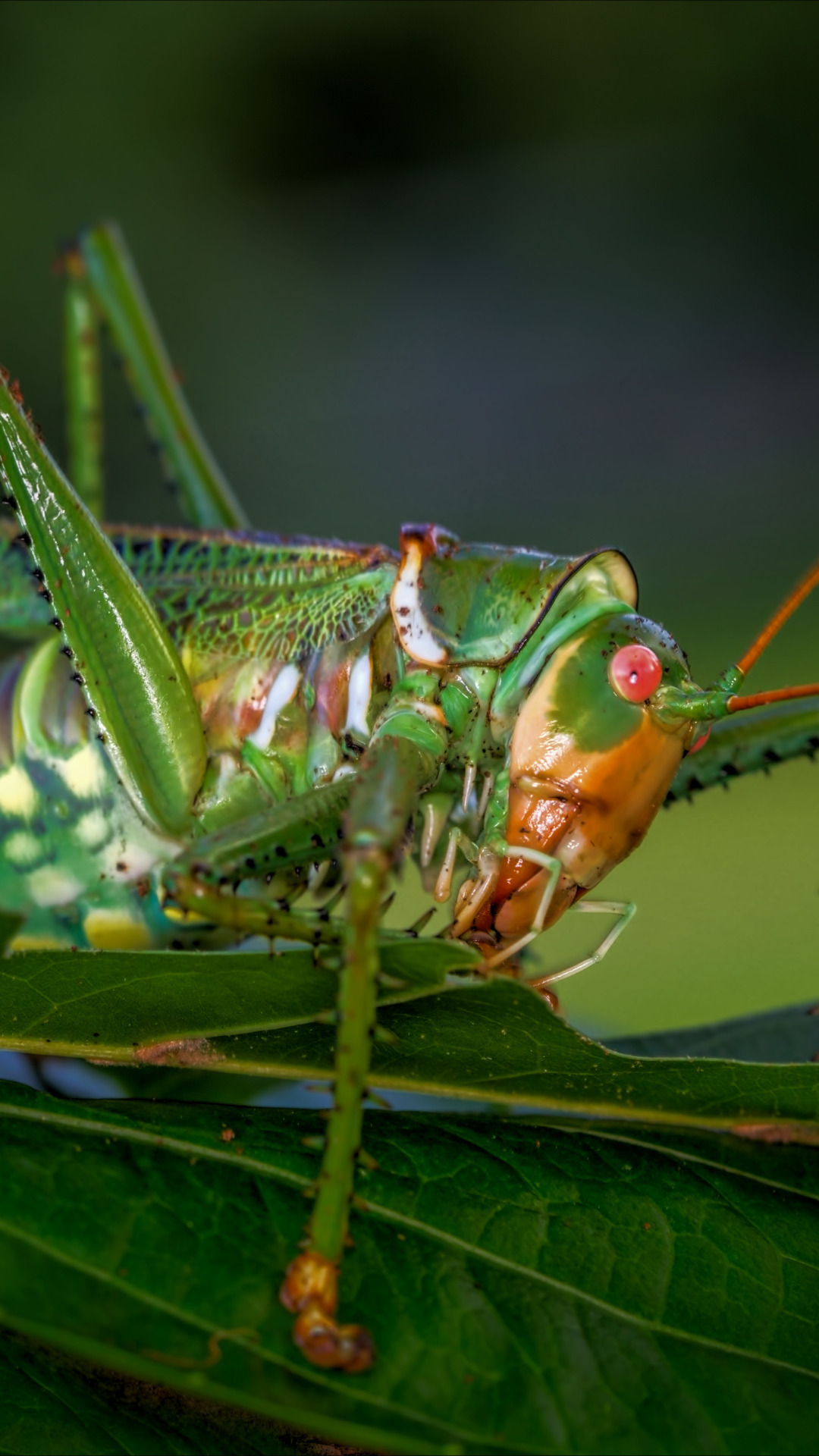 макро, насекомое, кузнечик, саранча