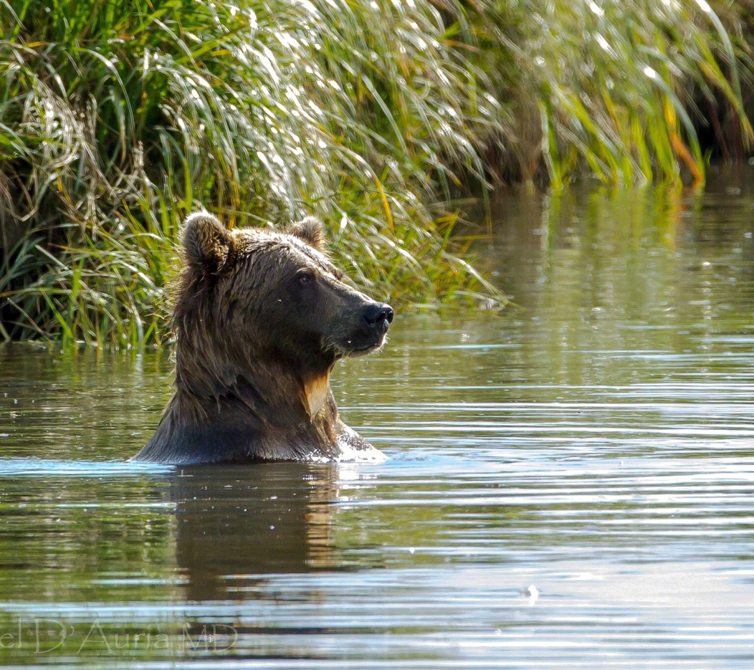 Медведь купается. Медведь. Медведь плывет. Медведь в воде. Медвежонок купается.