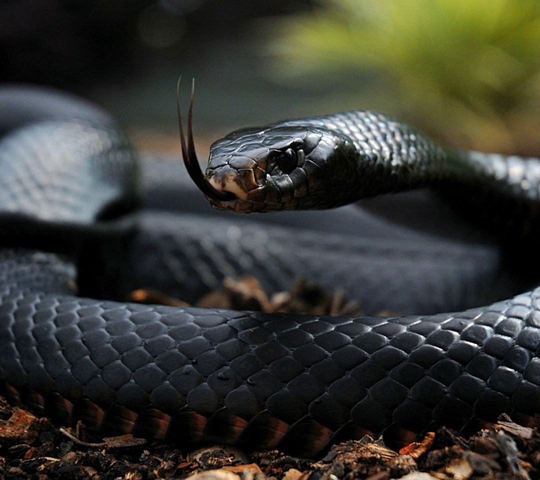 Змеи черного цвета