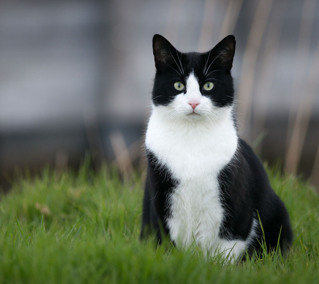 Черно белых котиков. Черно белый кот. Черно белая кошка. Котик черно белый. Черный и белый кот.