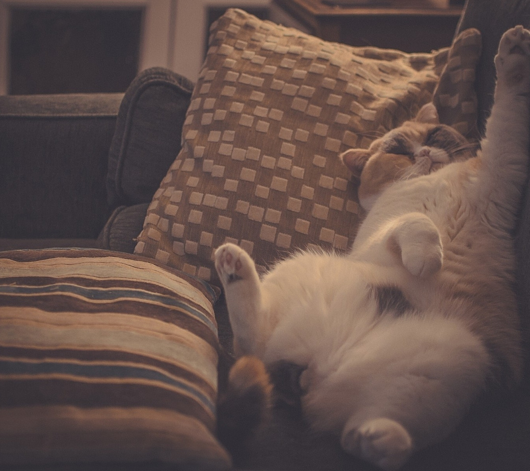Песня спящего кота. Расслабон. Спящий кот ава ВК. Кот Аристократ лежит на подушке картинка. Собака лежит на подушке с телефоном.