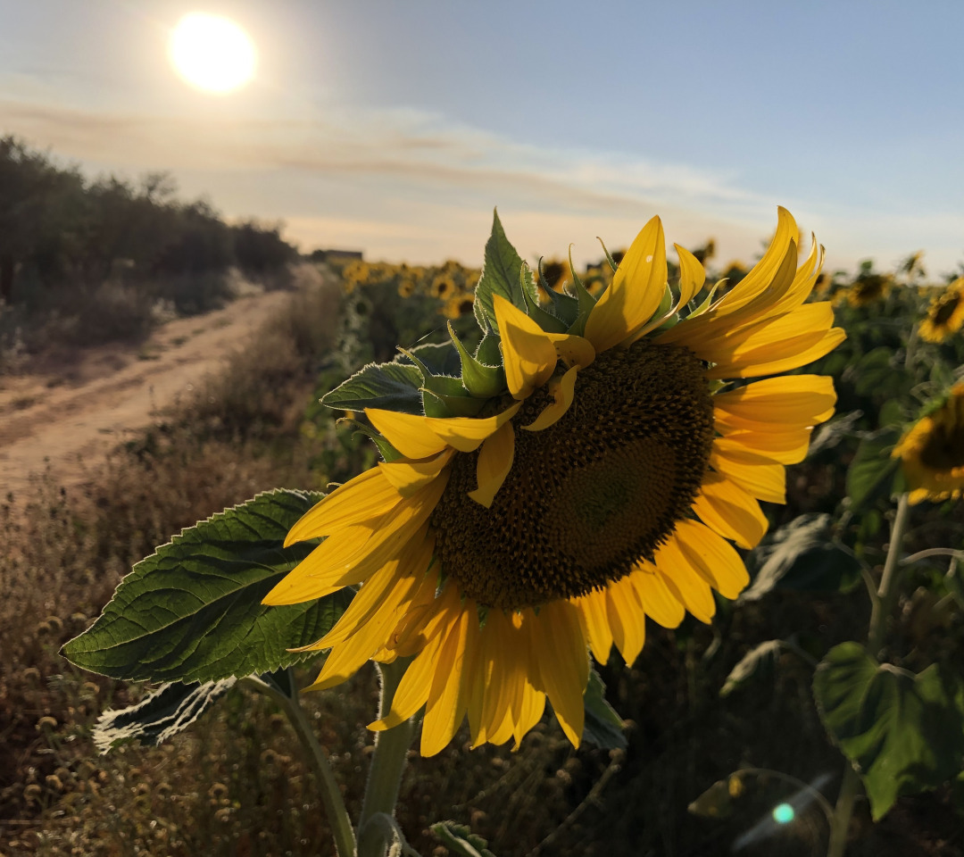 Света подсолнух. Подсолнух свет Луны. Sunflowers Premium.