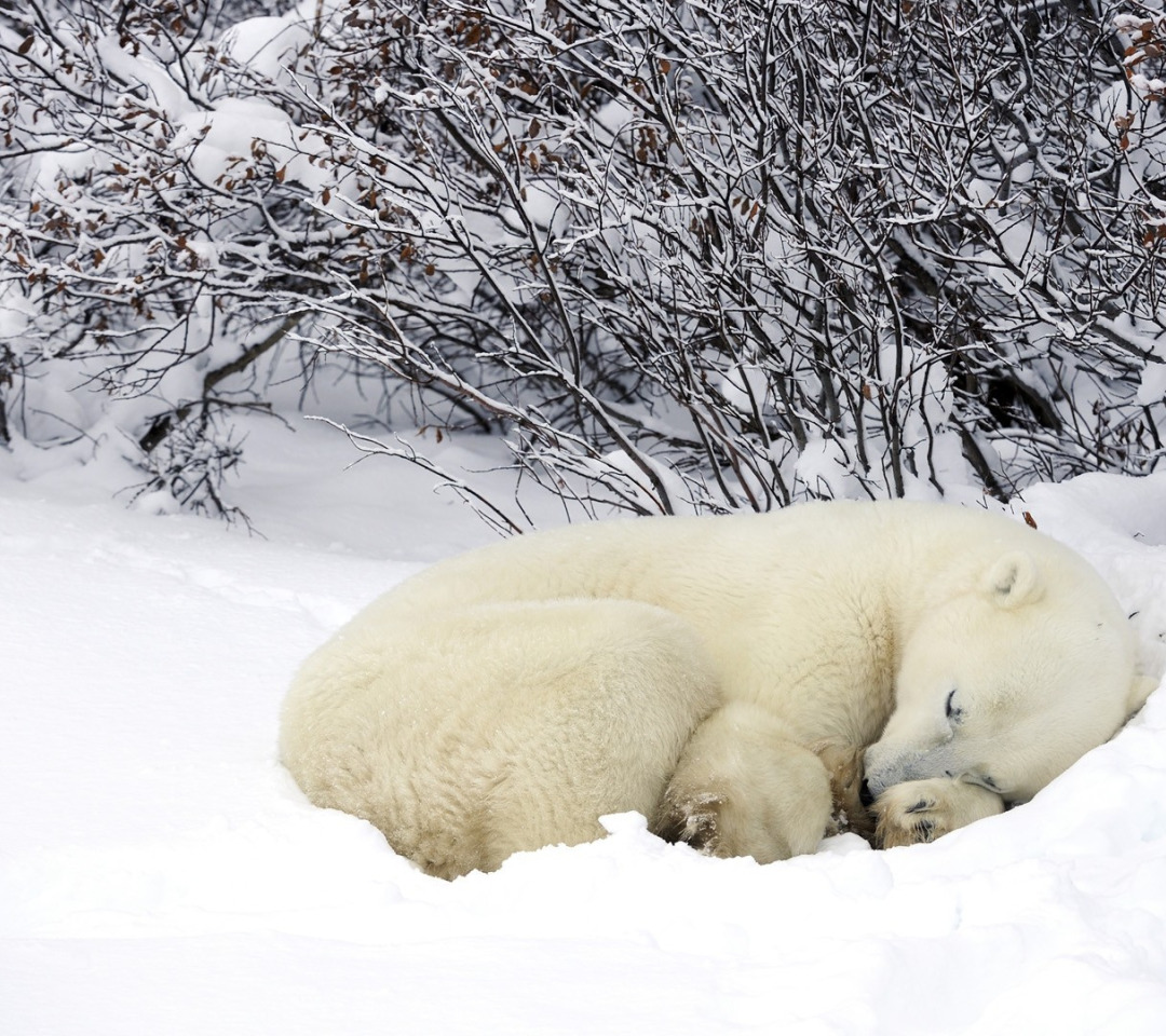 Спи пока снег. Белый медведь Берлога белой медведицы. Берлога белого медведя. Медведь зимой. Медвежонок в снегу.