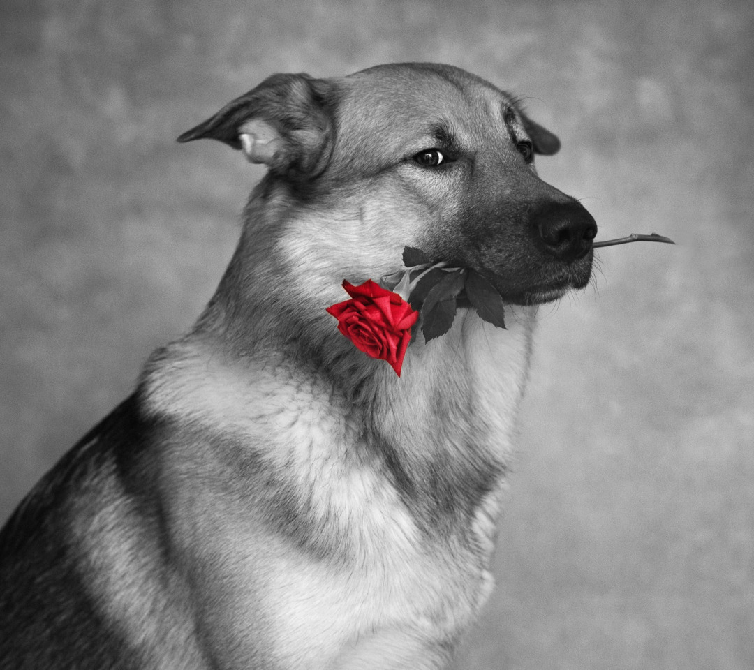 Год собаки верный. Собака. Собака с розой. Песик с розой. Собачка с розочкой в зубах.