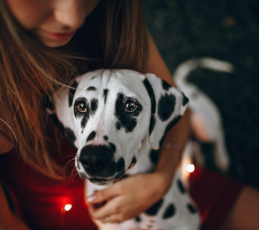 Включи собаку баба. Девушка с далматинцем. Девушка с собакой 3d. Девушка с далматином картина. Звездный пес.