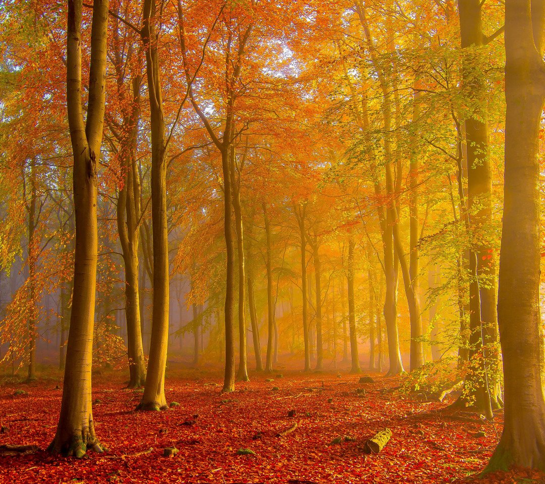 Pictures pro. Осенний лес на рабочий стол. Осенний колорит лес. Осенний лес 2д.