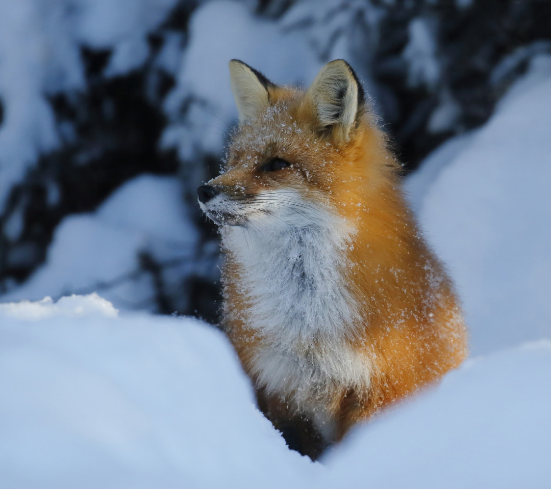 фото лисы зимой в лесу