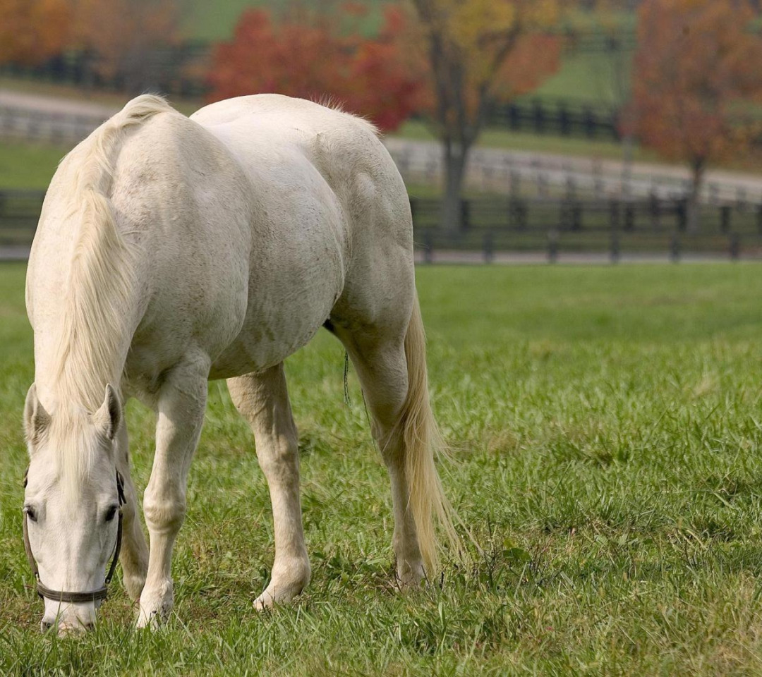 Прокатная лошадь белая. Белая дача лошади. Ворота белый конь.