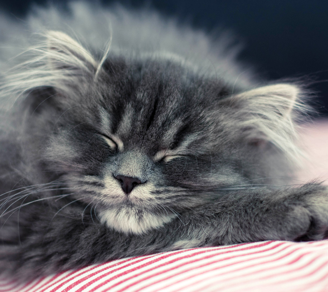 Пушистые котята спят. Спящий котенок. Пушистый котик. Серый пушистый кот.