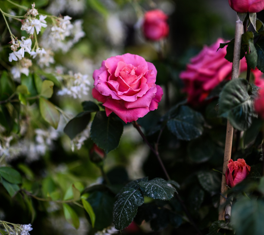 Розы красивые кусты роз. Куст розы Хельмут. Чери блоссом розы куст.