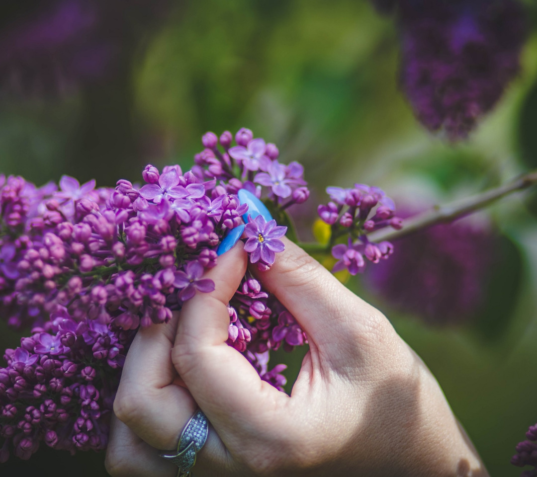 Hope filled. Маникюр сирени ветка сирени. Весна руки. Красный маникюр и сирень дерево. Сирень Персидская глаза цвета.