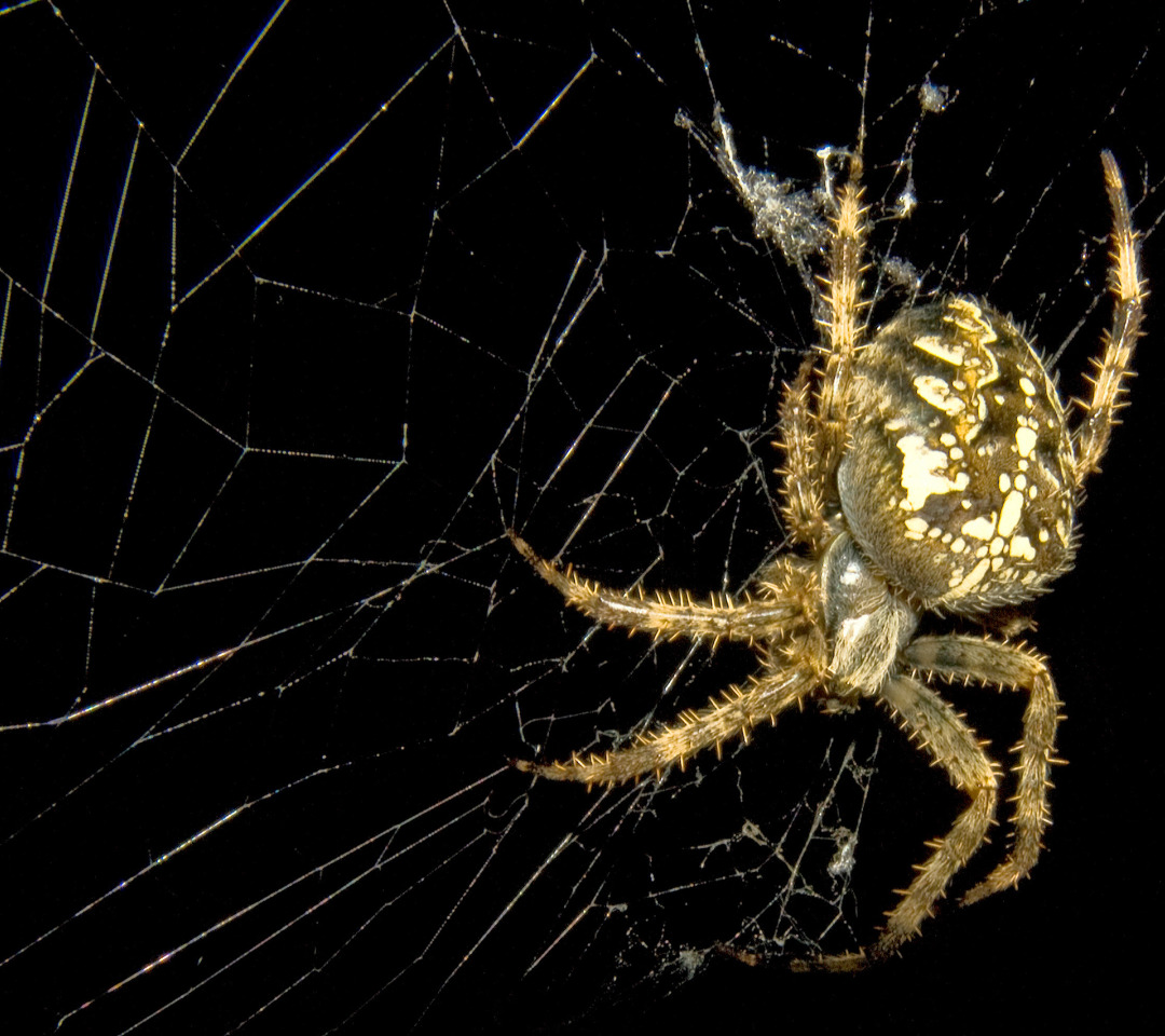 Пауки ночные животные. Паук на паутине. Ночные пауки. Паук ночью. Паук "рахна" (золотой паук).