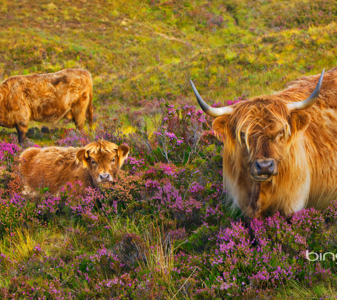 Scotland animal. Шотландские коровы хайленд. Хайлендская корова Шотландия. Коровы в Шотландии. Мохнатые коровы Шотландия.
