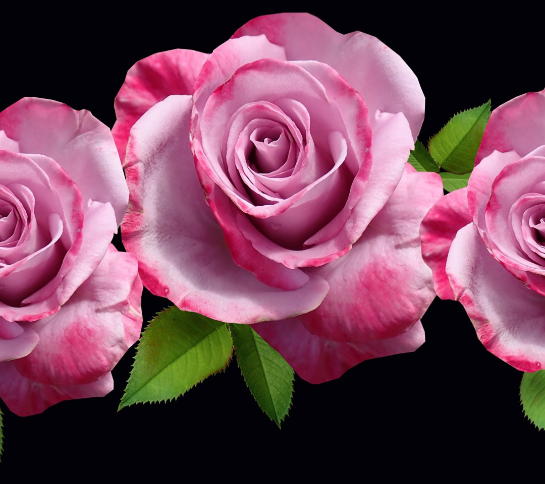 Розовые розы на черном фоне. Три розовые розы. Розе трио