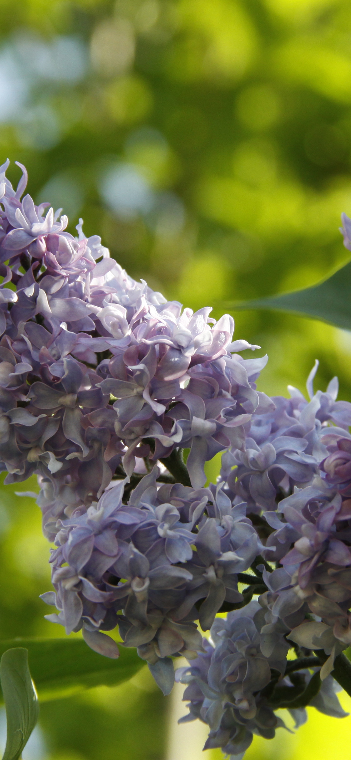 зелень, природа, фон, обои, растение, весна, деревня, сирень