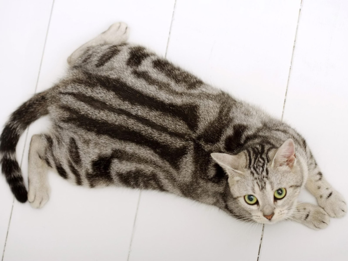 Кошка в полоску порода. Порода кошек американская короткошерстная. Американская короткошерстная котенок. Американская короткошерстная кошка шерсть. Шотландская короткошёрстная кошка.