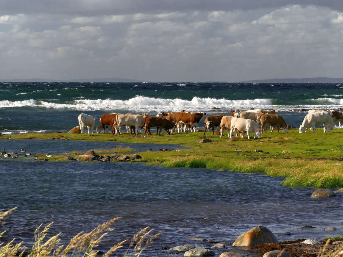 коровы на море