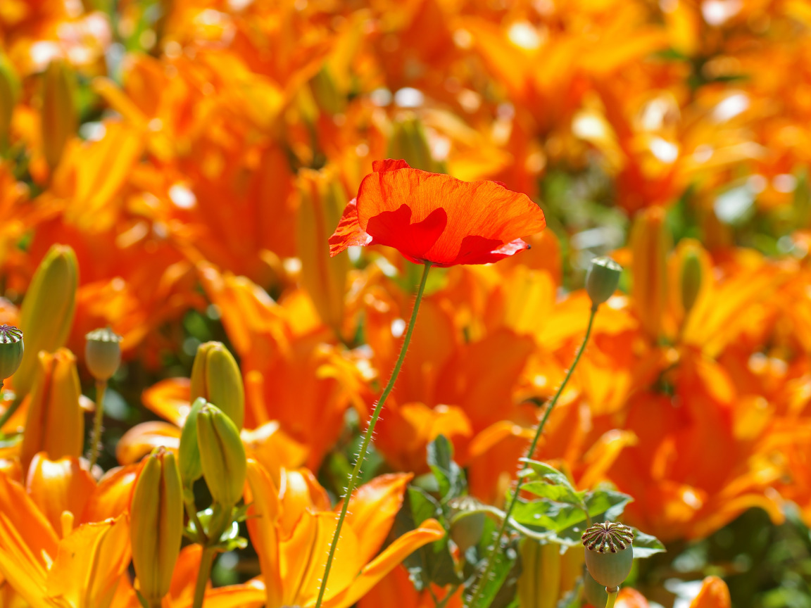 Оранжевые летние цветы