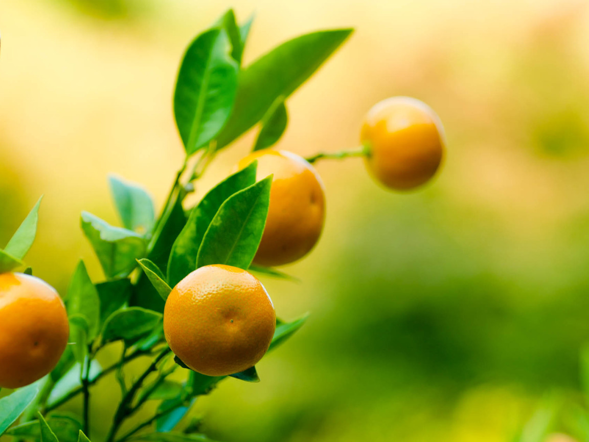 Мандарины весной. Апельсин на ветке. Апельсиновое дерево. Мандарины на ветке. Ветка лимона.