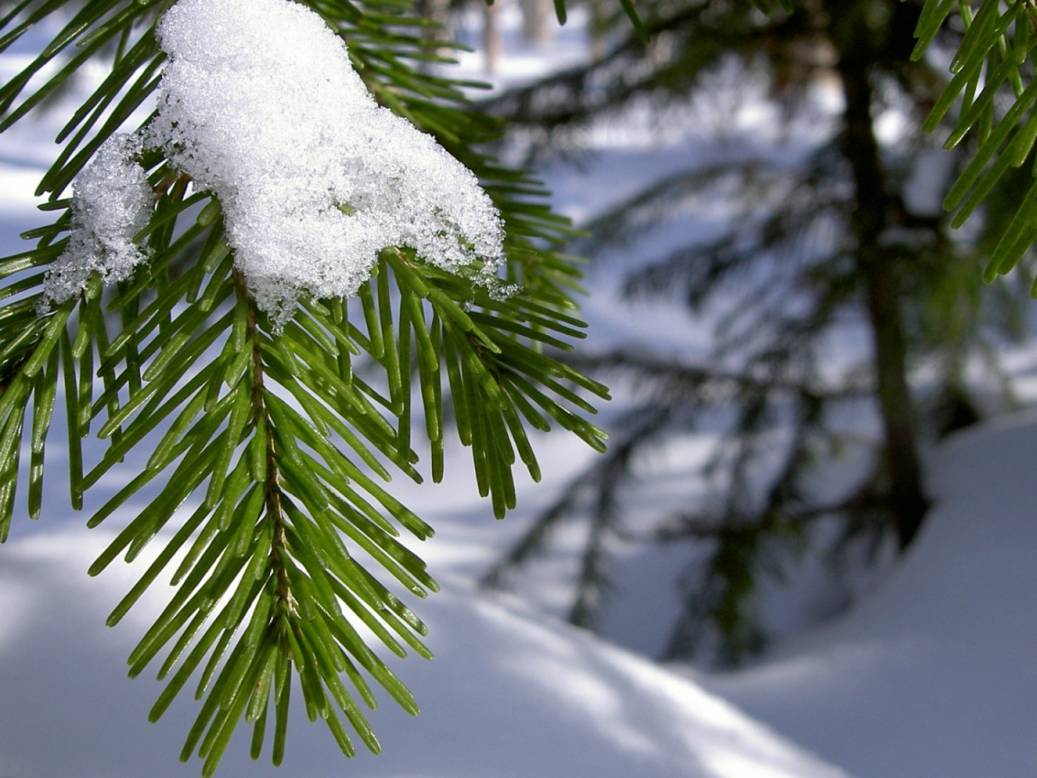 Хвойные под снегом. Декабрь природа. Зимние обои. Ель в снегу. Ветки в снегу.