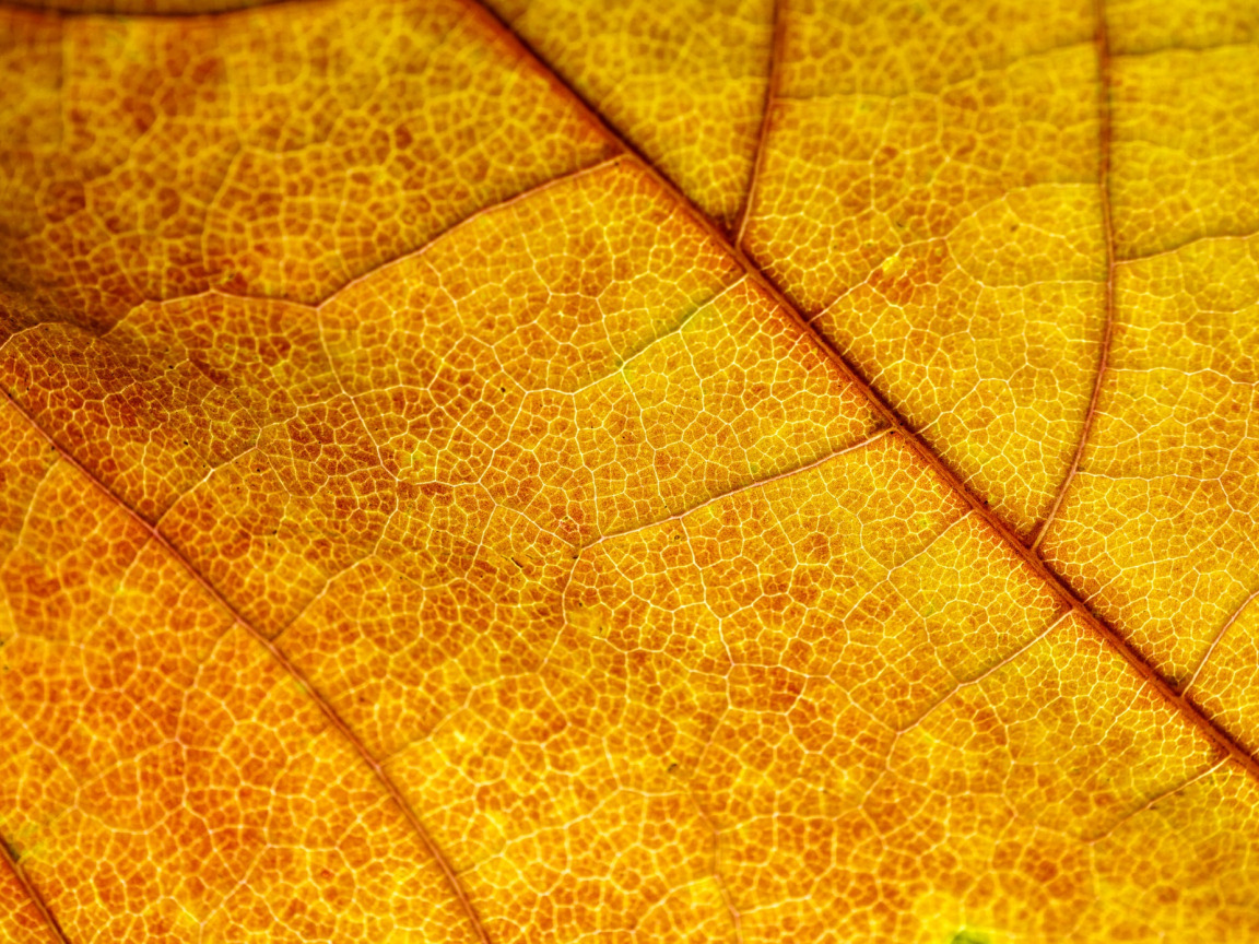 Золотистый листок. Люстра Golden autumn leaves. Обои золотые треугольники.