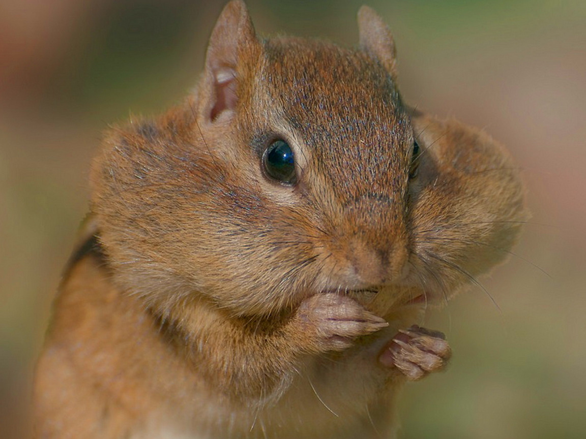 Summit1g Chipmunk