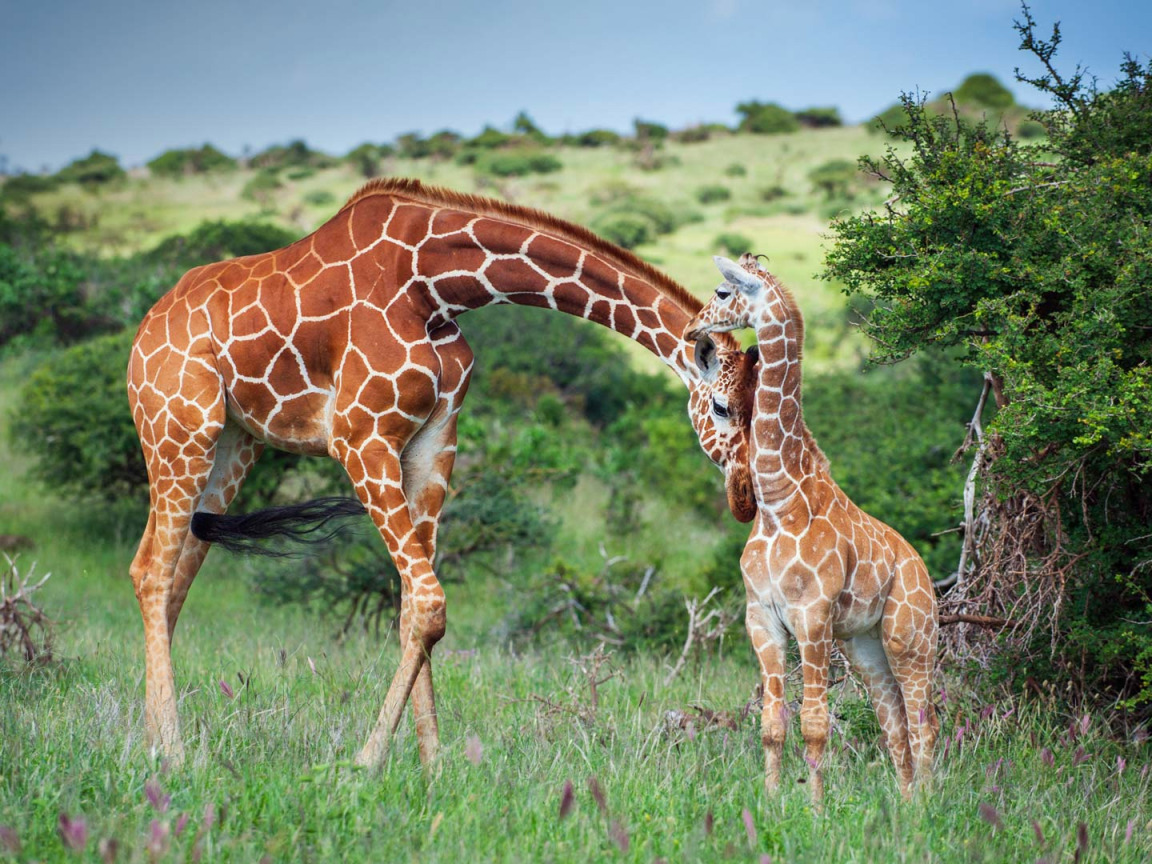 Заповедник Селус (парк Жирафов. Жираф. Популяция Жирафов. Жираф в Африке. Жираф африканское животное