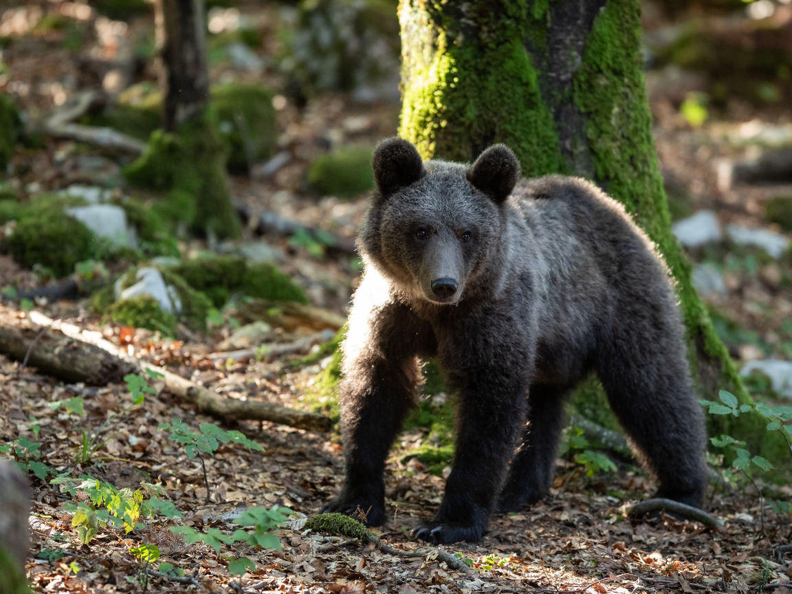 Бурый медведь Орловское Полесье. Лесные опасности бурый медведь. Бурый медведь в Рязанской области. Бурый ростовой медведь.