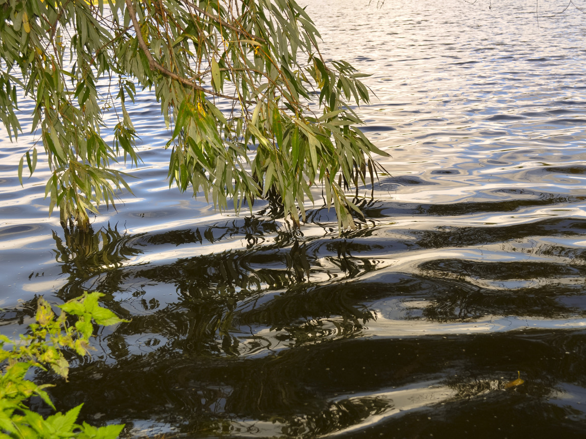 Листе озеро. Ветка над водой. Ива у воды. Ветка ивы над водой. Озеро листья.