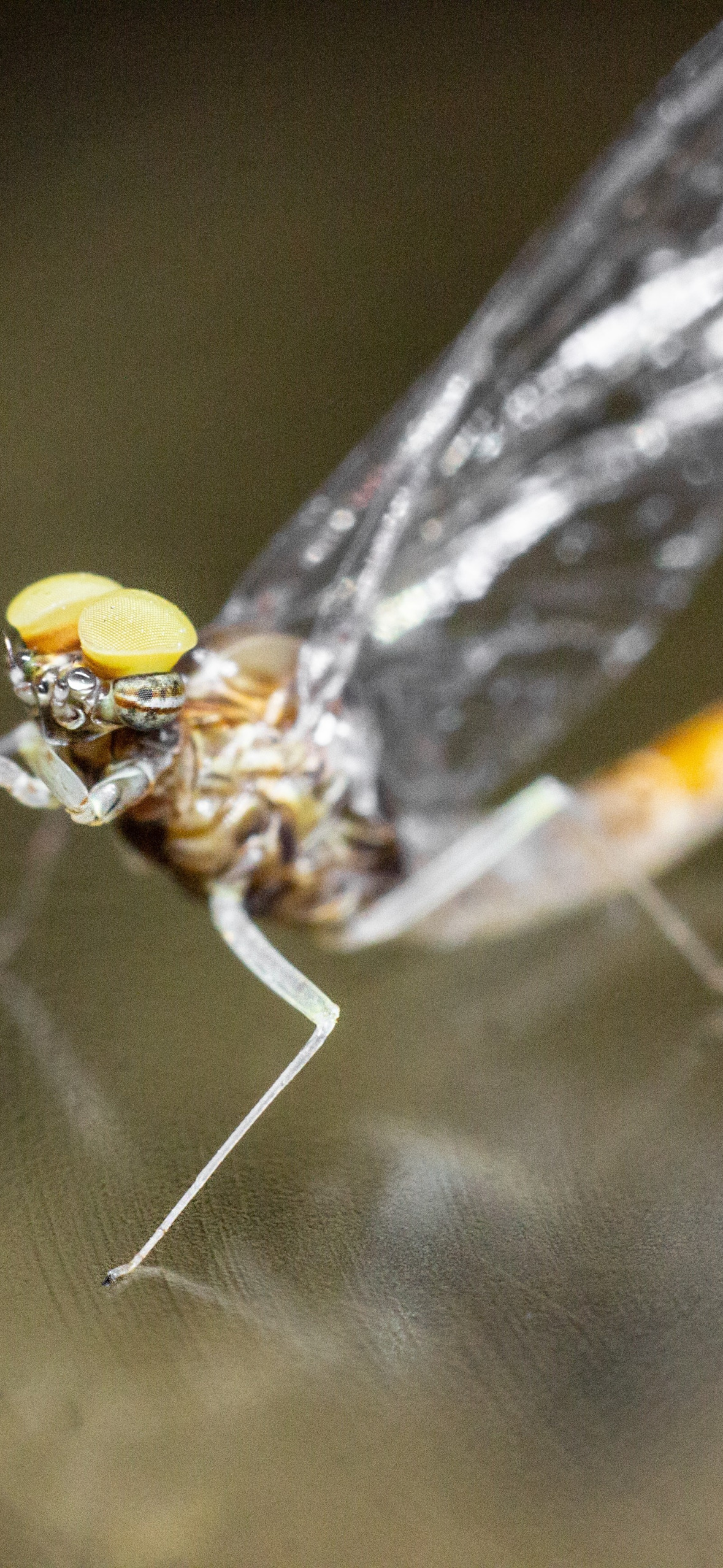 муха, насекомое, комар