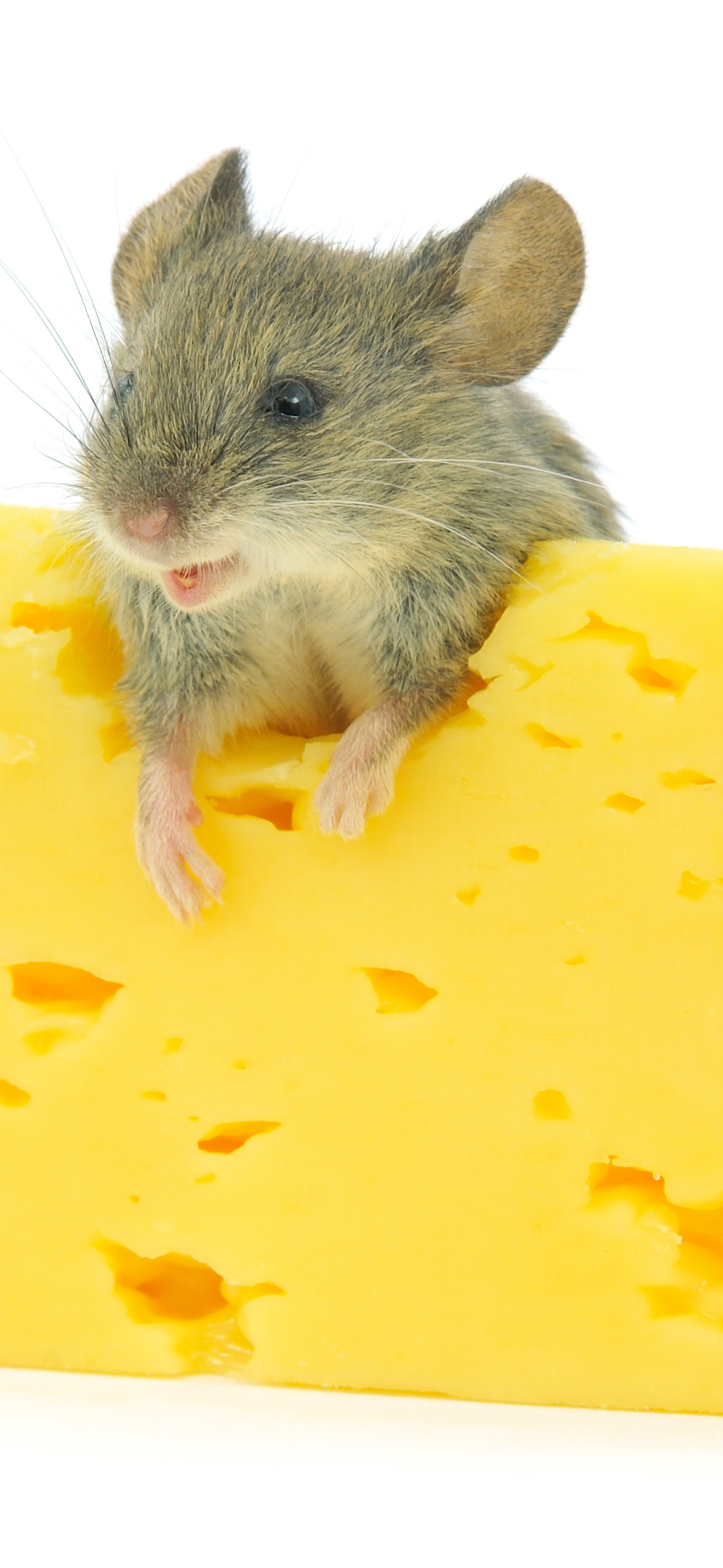 Про мышей и сыр. Мышка в сыре. Мышь с сыром. Мышонок на сыре. Мышь с куском сыра.