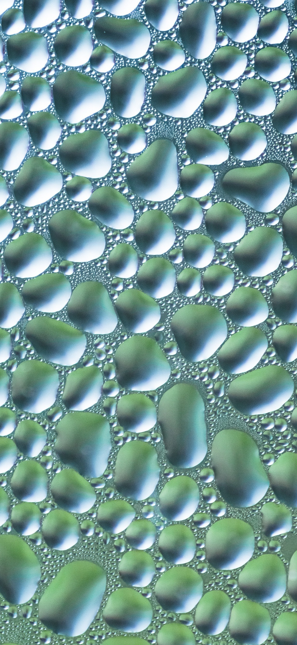 макро, капельки, после дождя, капли воды