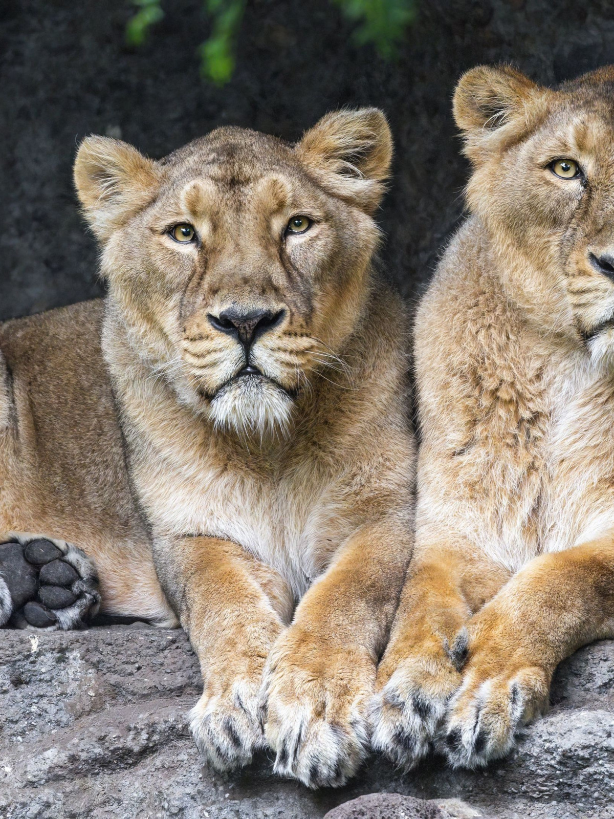 animal, Lions, big cats, lionesses