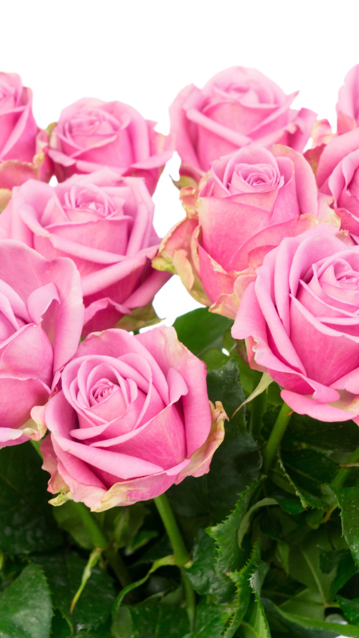 розы, букет, pink, flowers, roses, розовые розы