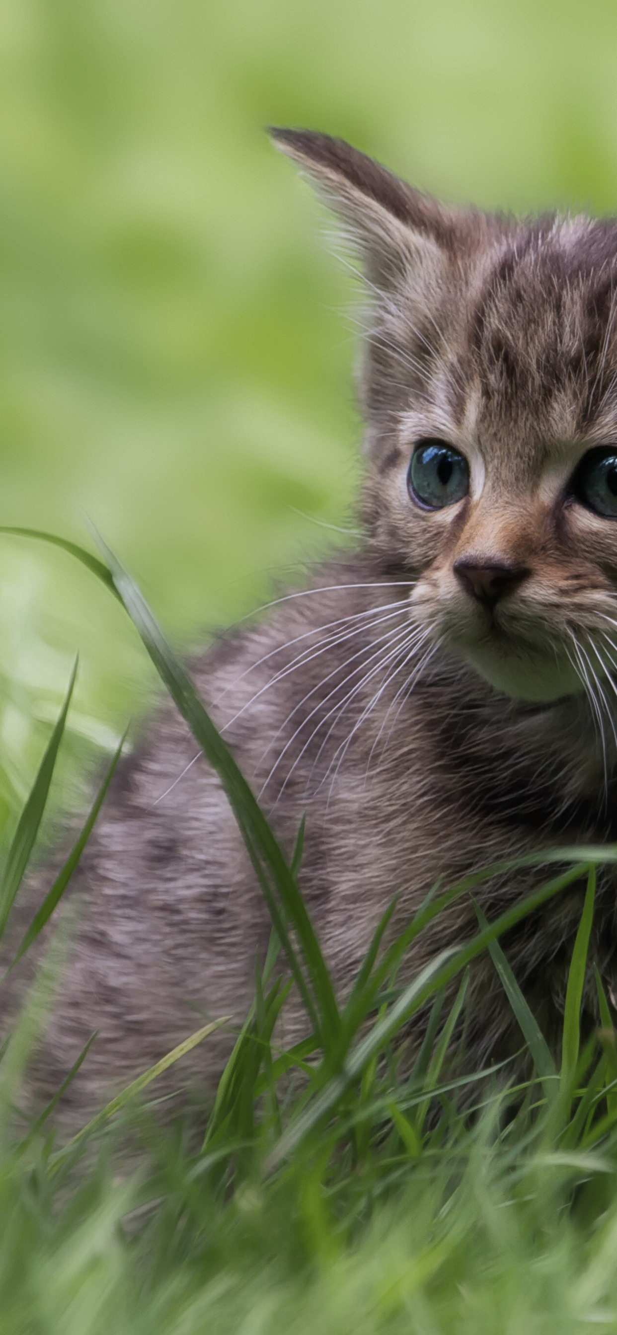 Wild kitty net. Котенок. Котики картинки. Котенок в траве. Серый котенок в траве.