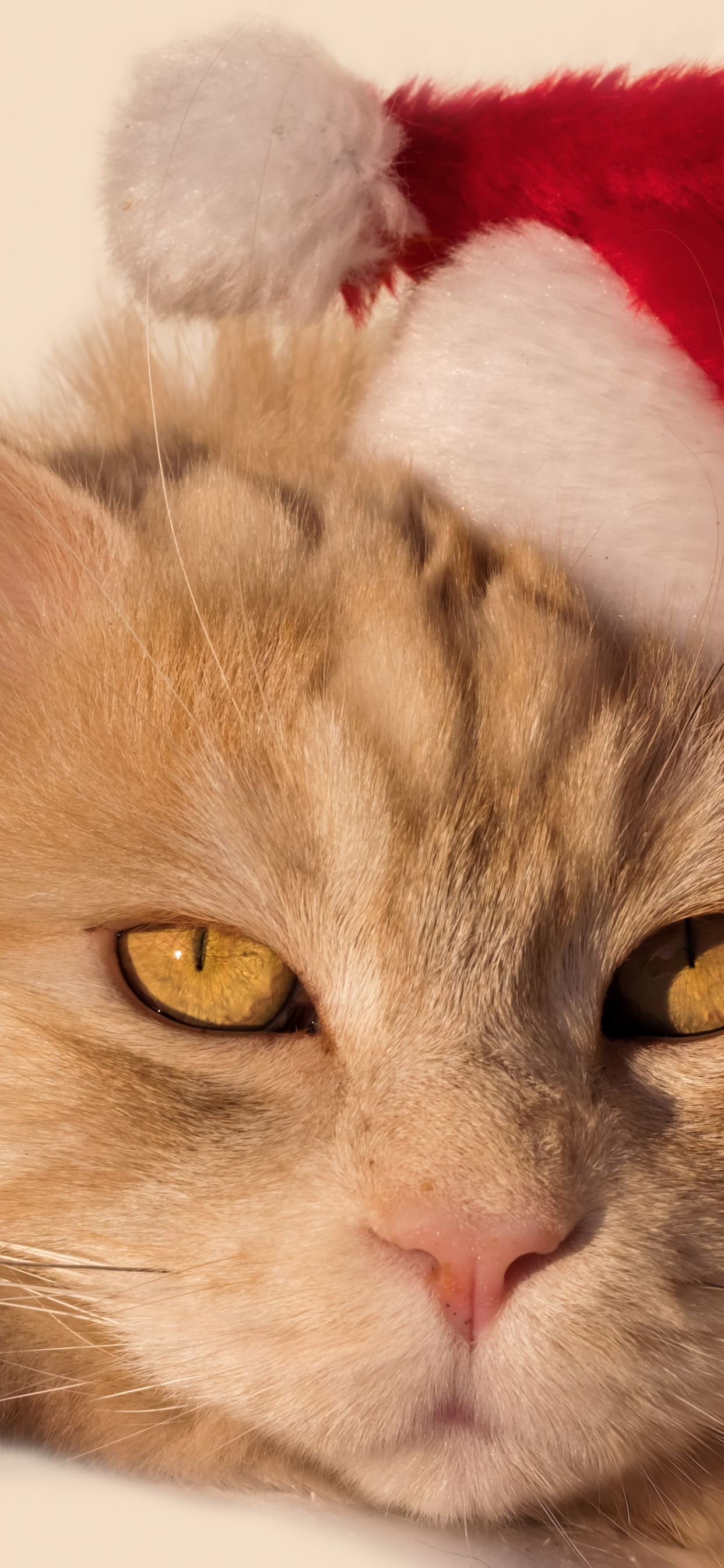 кошка, взгляд, мордочка, санта, колпак, рыжий кот