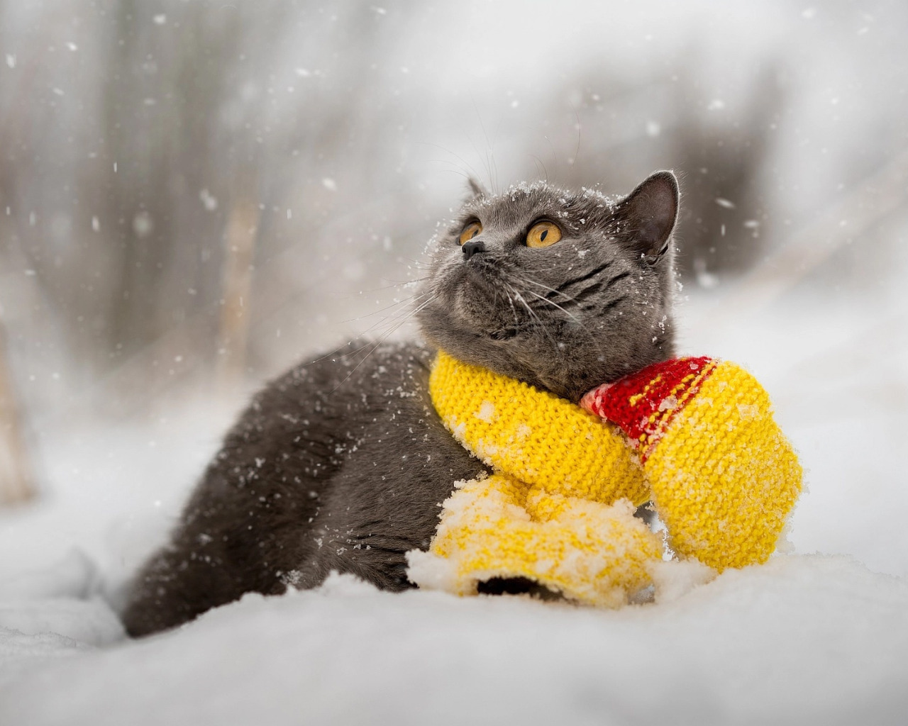 Зимой всех теплей. Кот в снегу. Снежное утро. Заставка на рабочий стол снег.