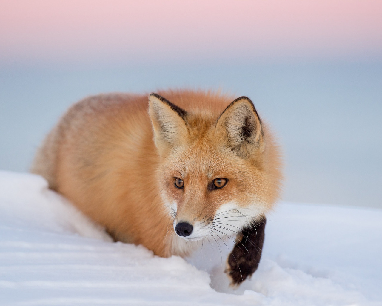 Лиса. Красивая лиса. Лиса зимой. Рыжая лиса. Fox look