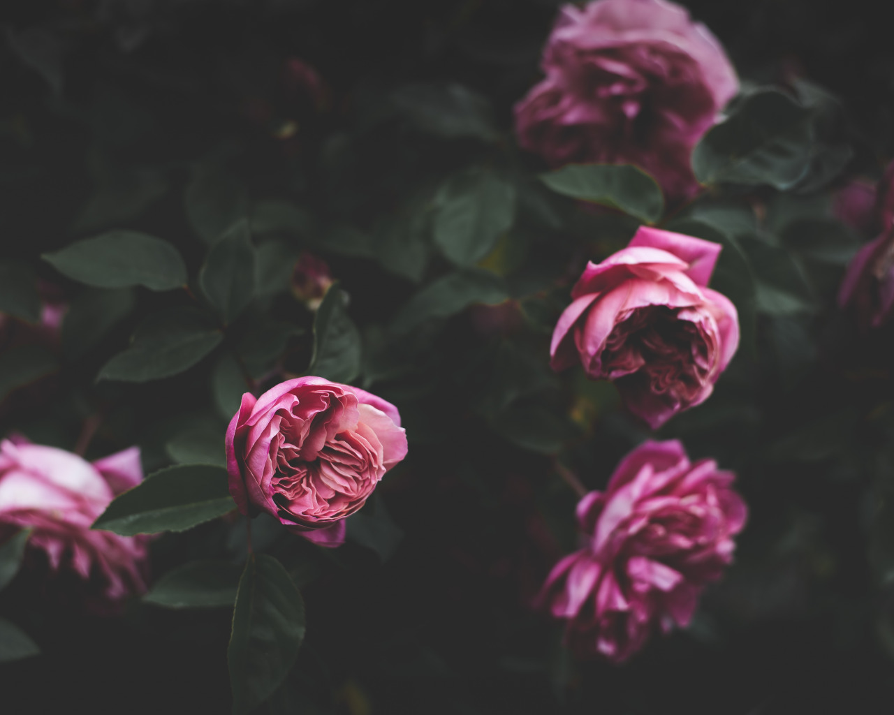 картинки розовые розы на черном фоне