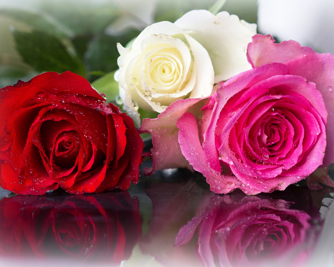 Красивые розы. Розы фото красивые. Открытки с розами. Розы разные. Пусть вам дарят цветы
