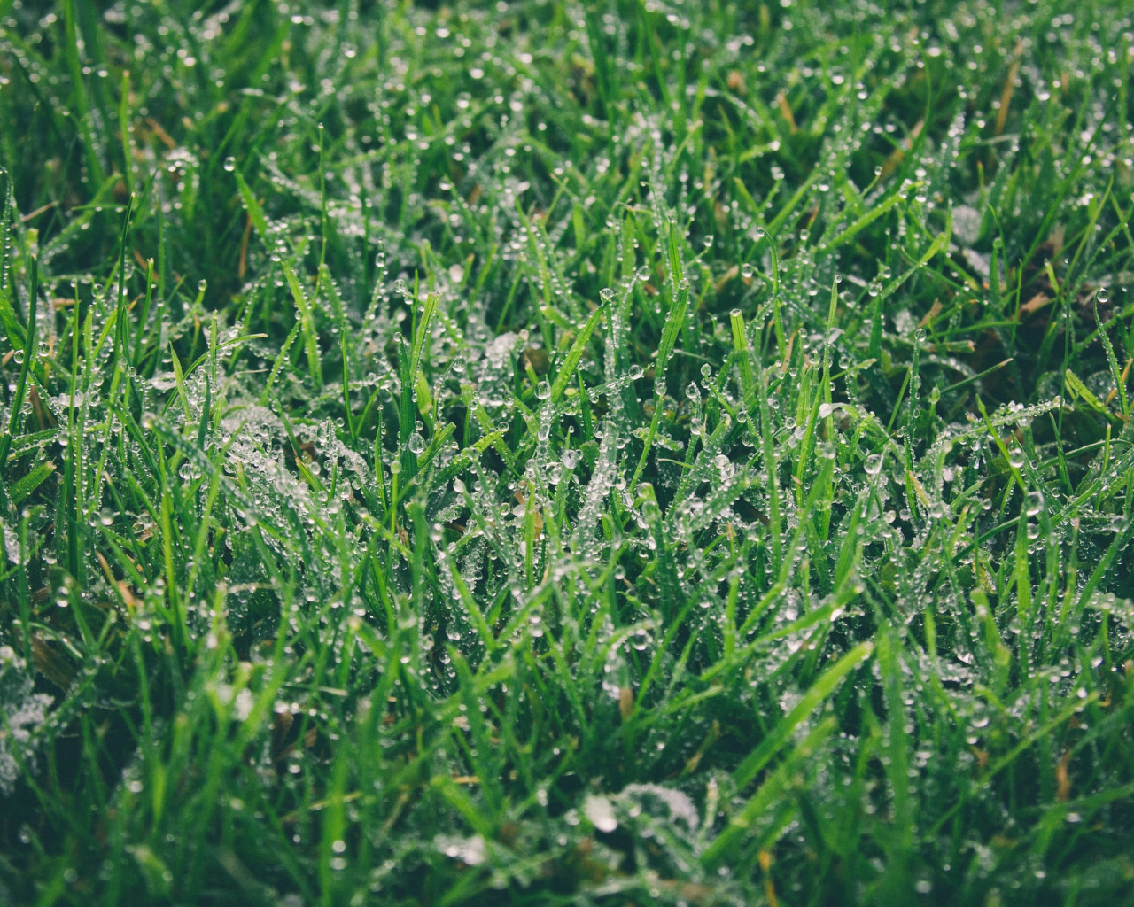 зелень, трава, капли, роса, зеленая